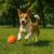 Altitude Alfie Pet Ball